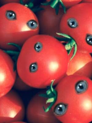 tomaty.jpg